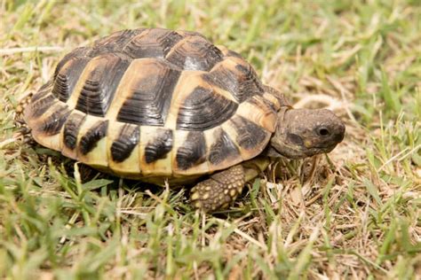 hermes the tortoise|pictures of hermann tortoise.